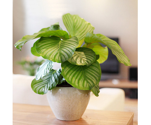 植物摆放风水(图1)