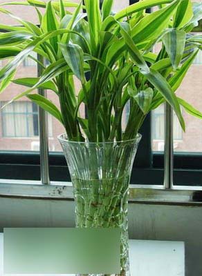 竹子与风水(图1)