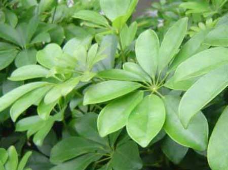 注意坏风水是致命杀手(图1)