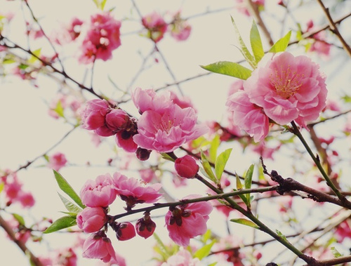 祝福你一生好运的家居风水(图1) 祝福你一生好运的家居风水(图1)