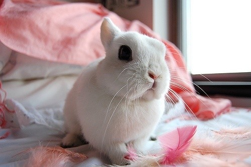 宠物风水学(图1)