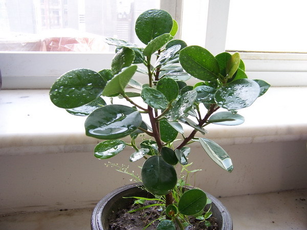 橡皮树的风水(图1) 橡皮树的风水(图1)