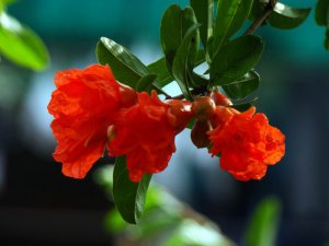 6月开什么花