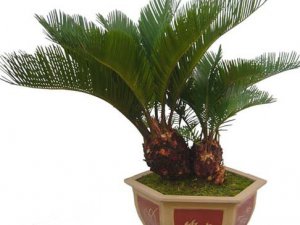 住宅植物风水