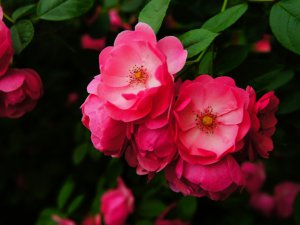 4月开什么花