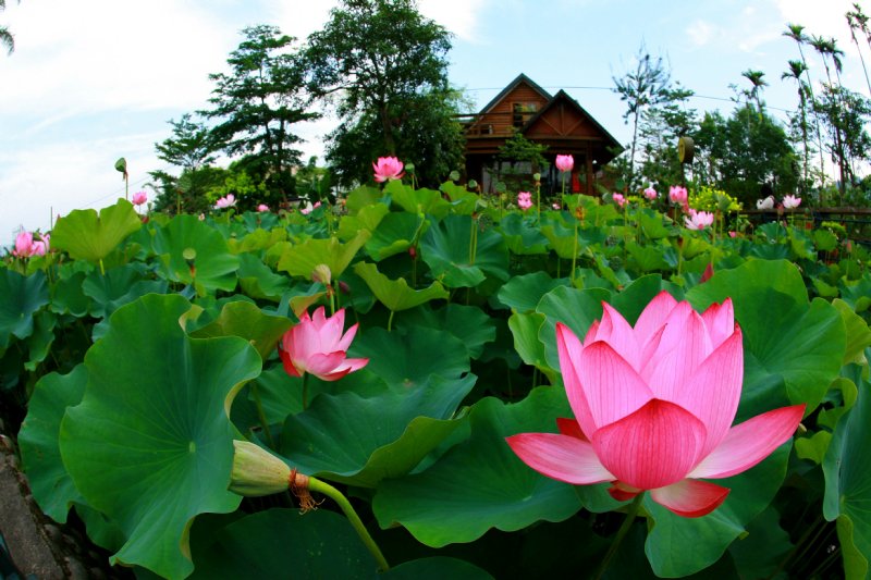 5月开什么花(图1) 5月开什么花(图1)
