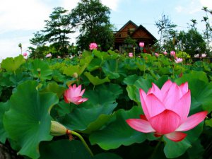 5月开什么花