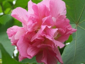 10月开什么花