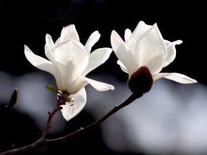 白兰花怎么养 白兰花庭院风水