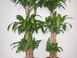 办公室内植物摆放风水