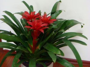 凤梨花怎么养